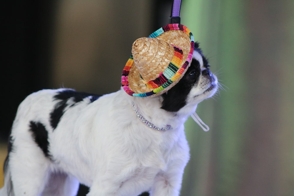 Pet Masquerade 2018 photo - Duval Street, Key West